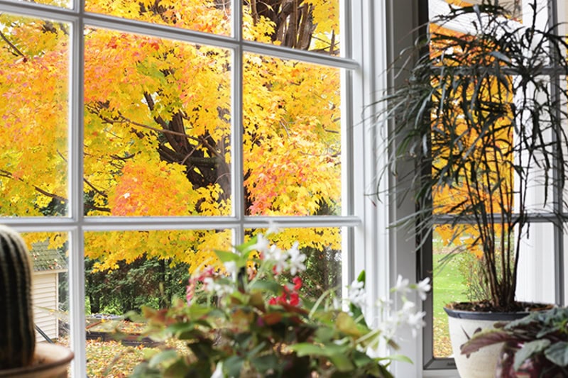 View from inside a homes window of a tree with yellow leaves in the fall time.